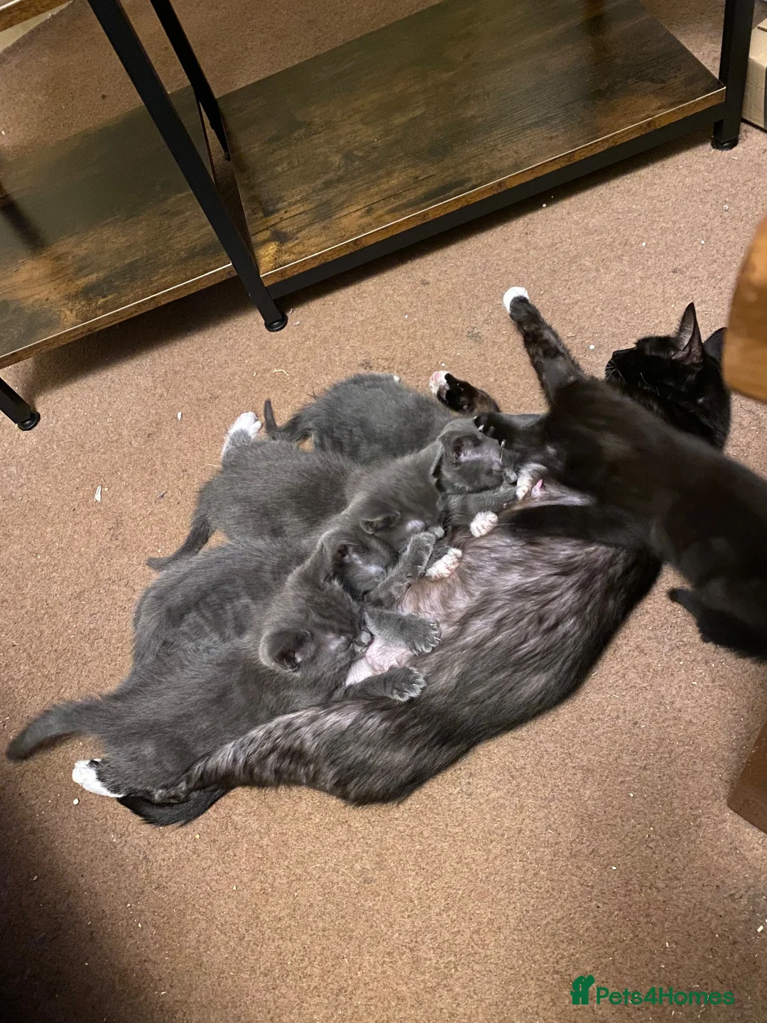 Mixed Breed cats for sale: 5 gorgeous kittens ready for new homes - Advert 1