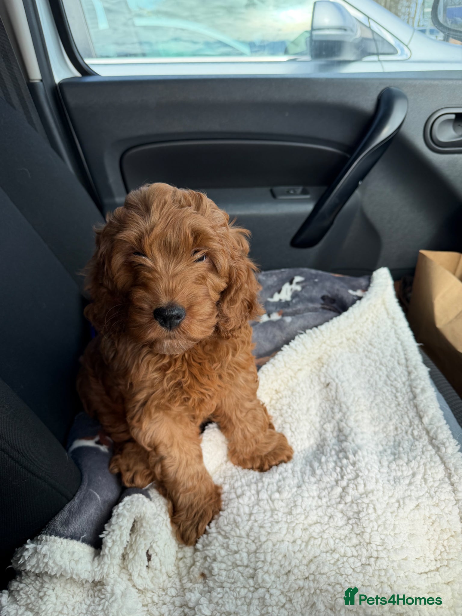 Cockapoo dogs F1 Cockerpoo girl solid red - Advert 1