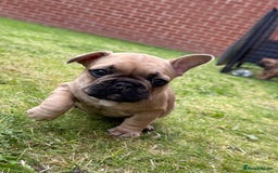 French Bulldog dogs for sale: KC HEALTH TESTED STANDARD FRENCH BULLDOG PUPS - Image 3