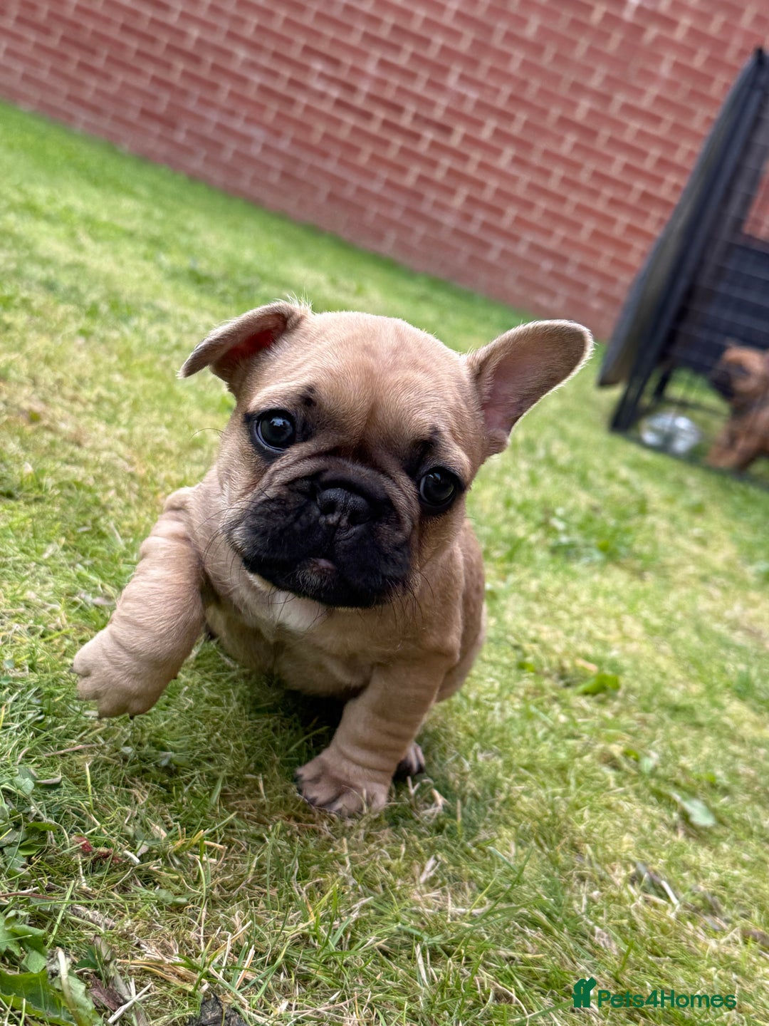 French Bulldog dogs for sale: KC HEALTH TESTED STANDARD FRENCH BULLDOG PUPS - Image 3
