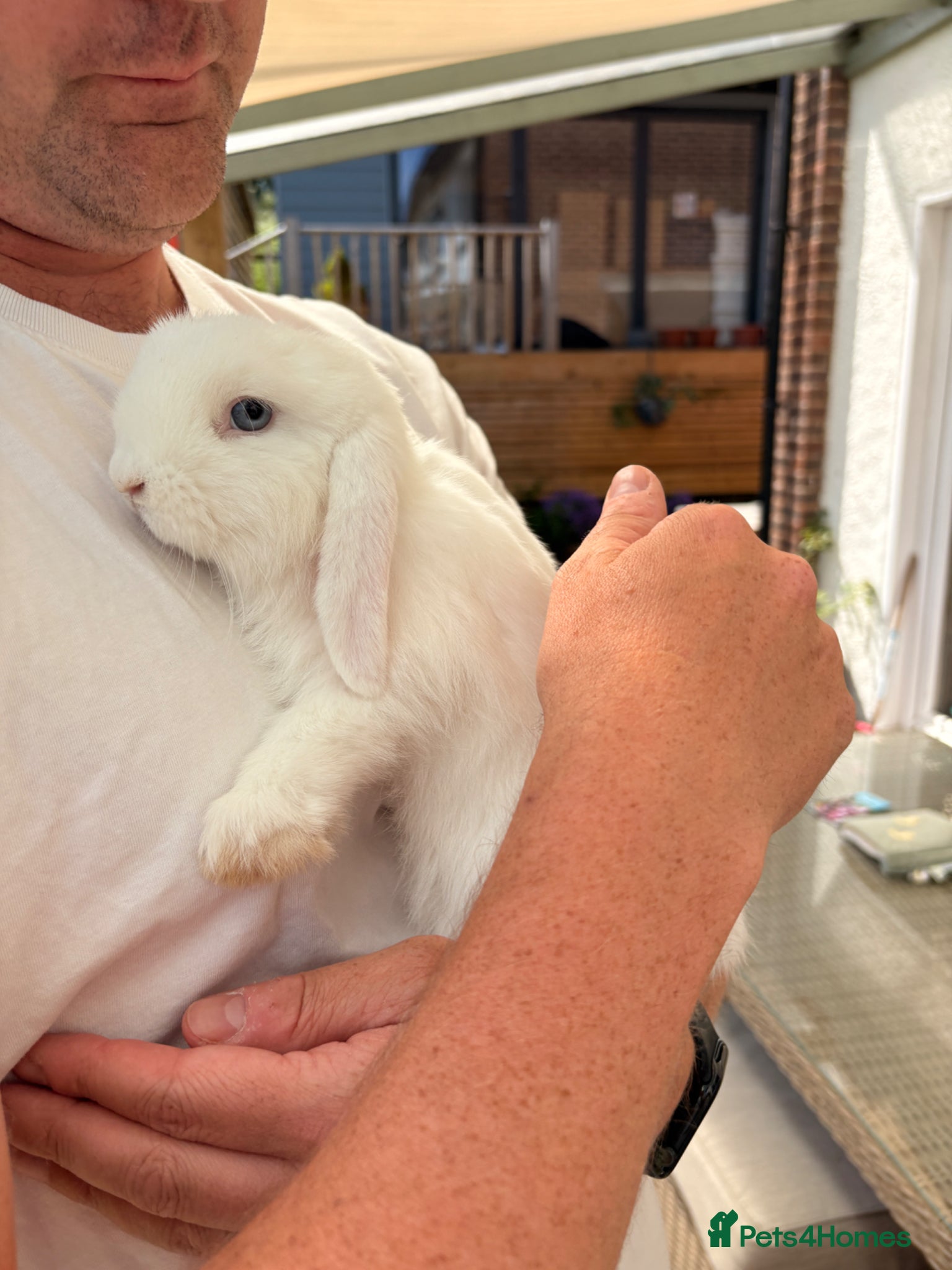 Mini Lop rabbits *1 boy remaining* Gorgeous Mini Lop Bunny Rabbits - Advert 17