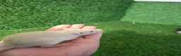 Rat rodents for sale: DWARF RATS - Advert 2