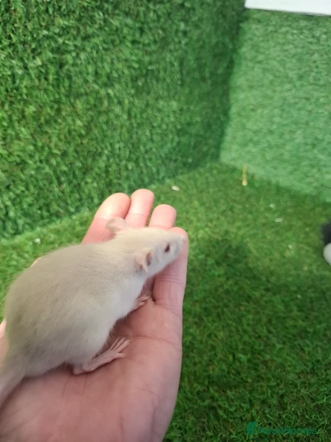 Rat rodents for sale: DWARF RATS - Advert 2