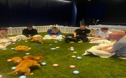 Irish Doodle dogs for sale: Toy Irish Doodle Puppies,1st vac and ready to go!  - Image 39