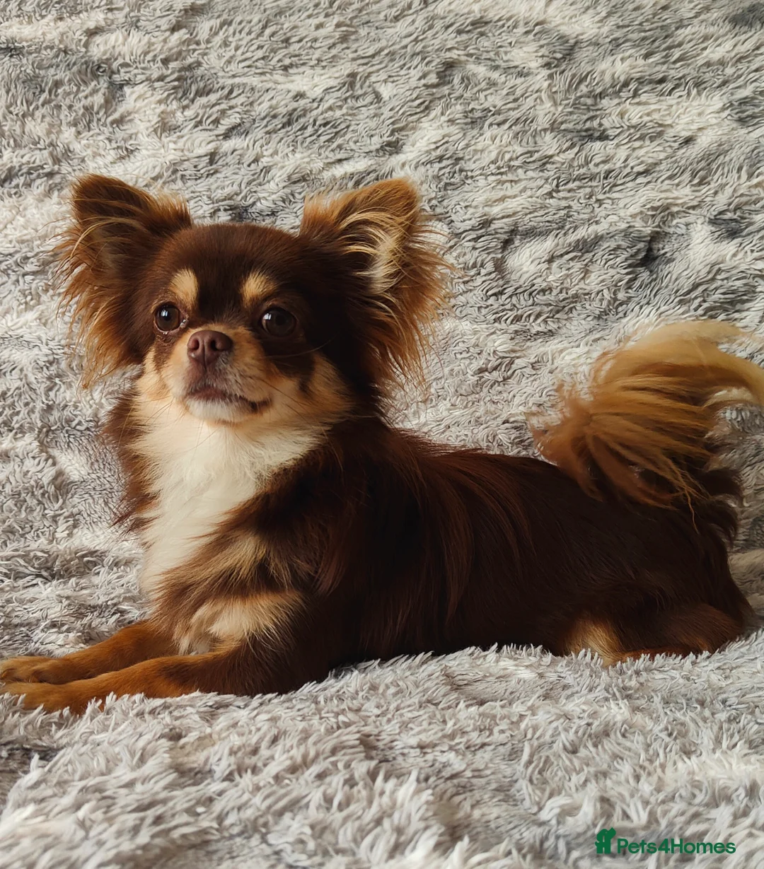 Chihuahua dogs for stud: STUD: Long Coat Chocolate Boy in Aldershot - Advert 3