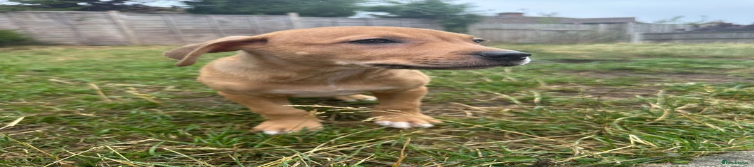 Biscuit