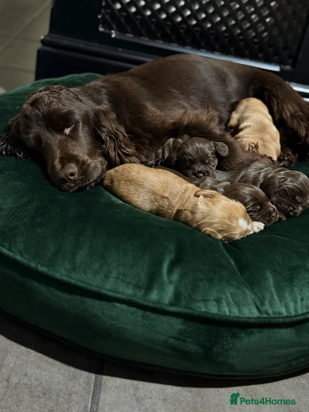 Cocker Spaniel dogs for sale: Show cocker spaniels  - Advert 19