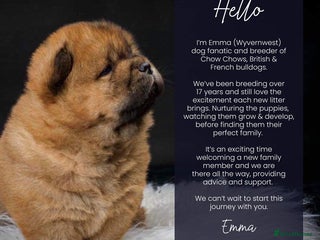 Chow Chow dogs Wyvernwest - Puppies have arrived - Advert 10