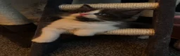 Ragcoon cats for sale: 🐾Seven Beautiful Radoll/Maincoon Kittens🐾 - Advert 3