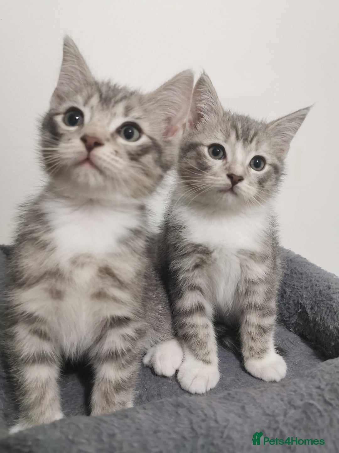 British Shorthair cats for sale: Stunning BSH Silver Tabby kittens - Advert 2