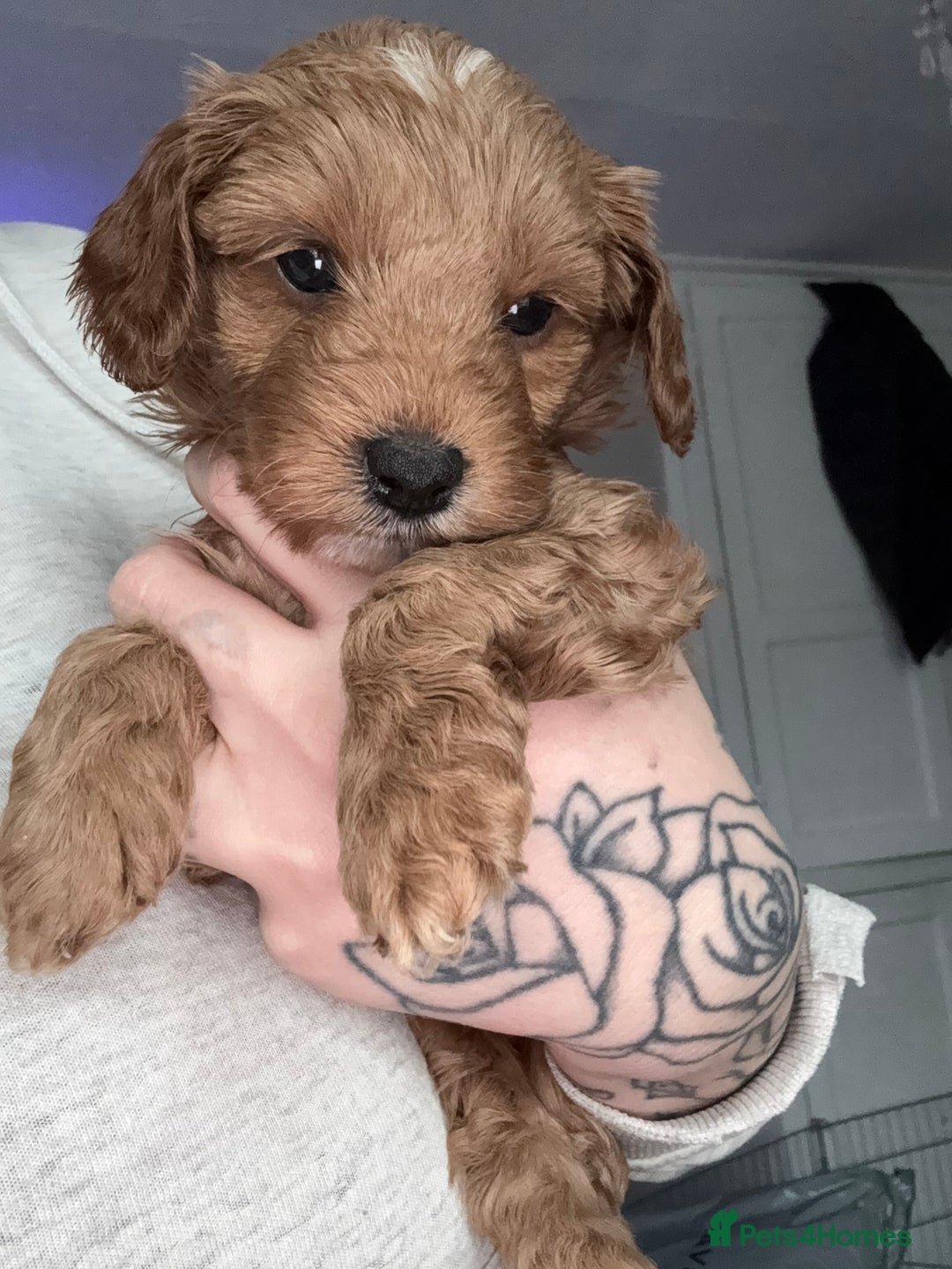Cavapoo dogs for sale: 2 males and 1 female left  - Advert 10