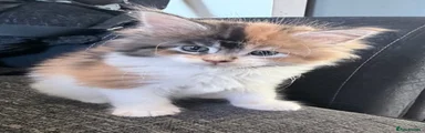 Callie 