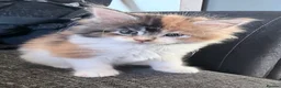 Maine Coon cats for sale: 3 perfect 100% Main coon baby kittens DNA PARENTS - Advert 19