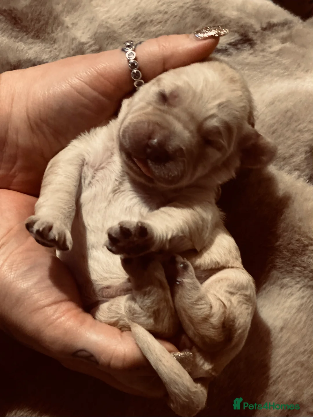 Mixed Breed dogs for sale: Labrador X Sproodle - Advert 3