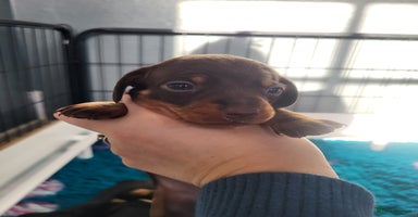 Miniature Dachshund dogs Miniature dachsund  - Advert 4