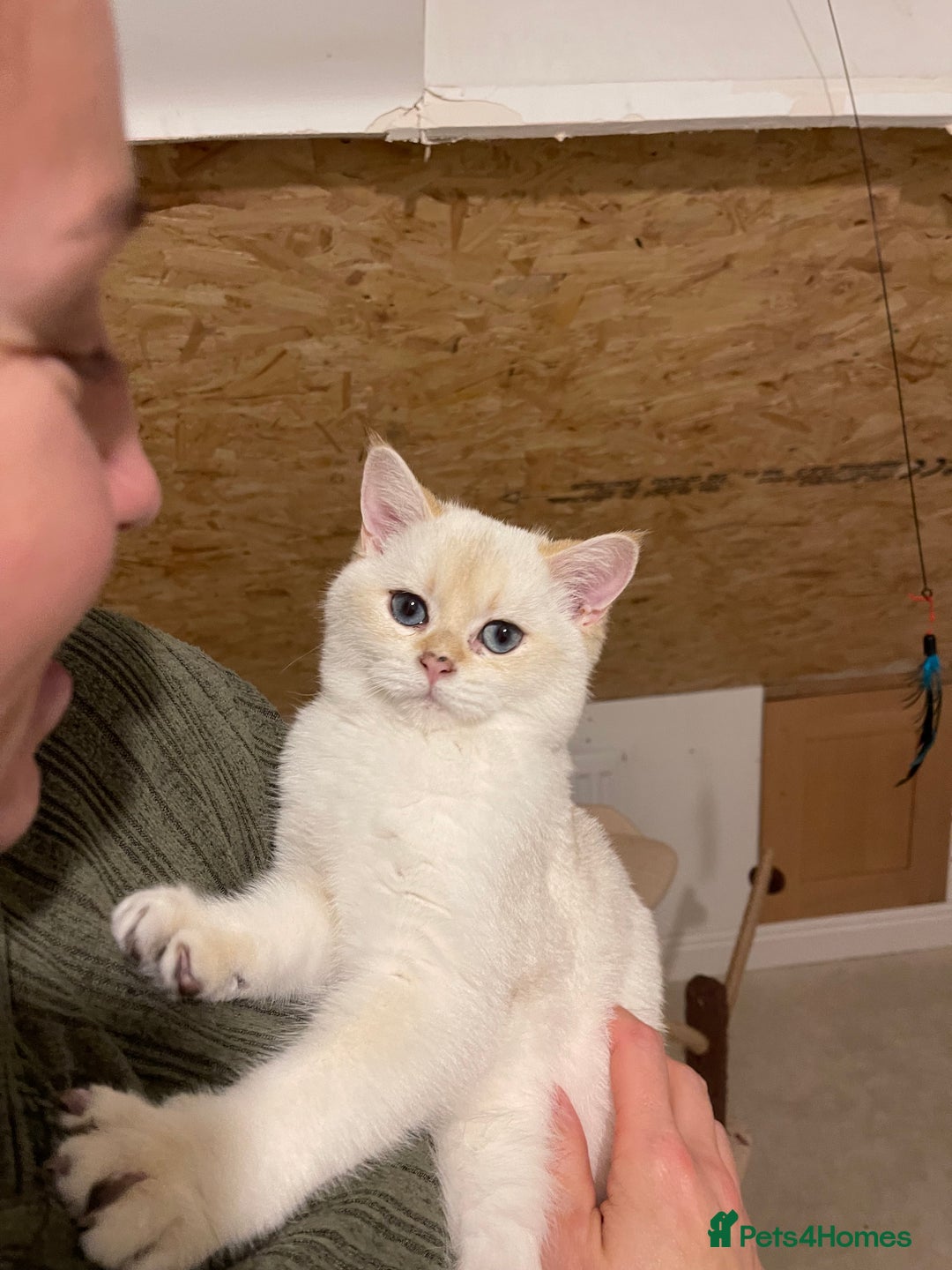 Scottish Fold cats for sale: ✨ STUNNING SCOTTISH FOLD KITTENS ✨ - Advert 14