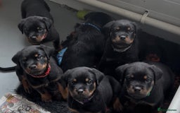 Rottweiler dogs for sale: Stunning kc registered Rottweiler pups.  - Image 33