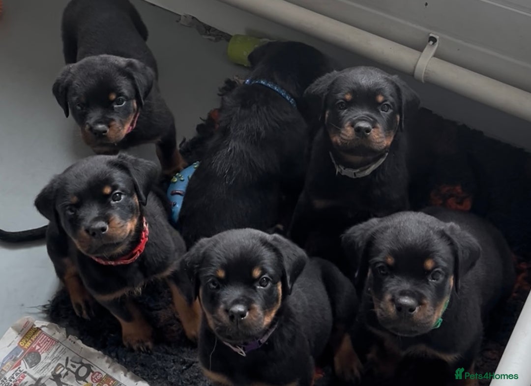 Rottweiler dogs for sale: Stunning kc registered Rottweiler pups.  - Image 33