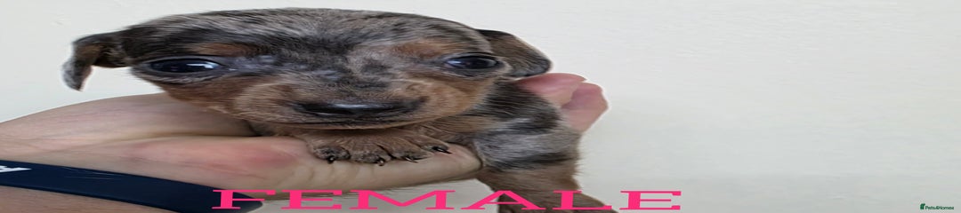 Dachshund Puppy 2