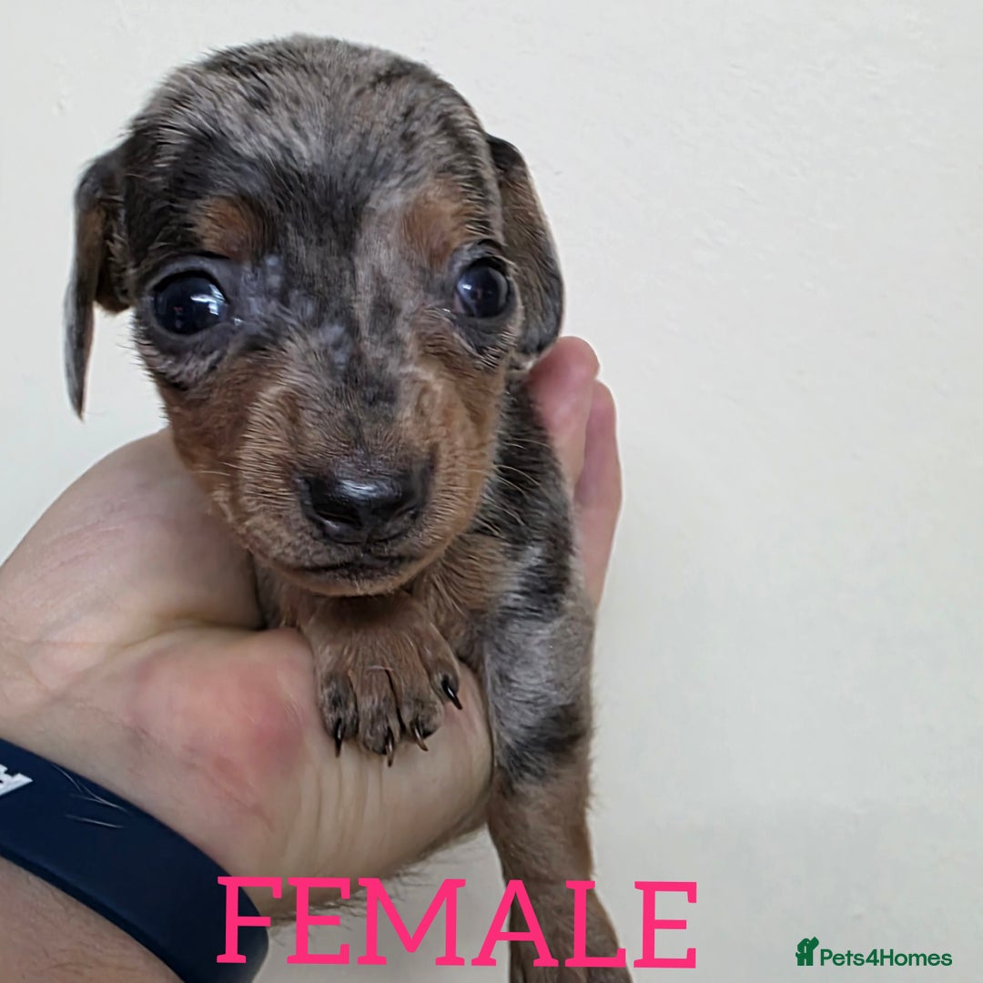 Dachshund dogs for sale: Miniature dachshunds  - Image 2
