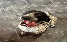 German Shorthaired Pointer dogs for sale: Beautiful German pointer girl  - Image 4