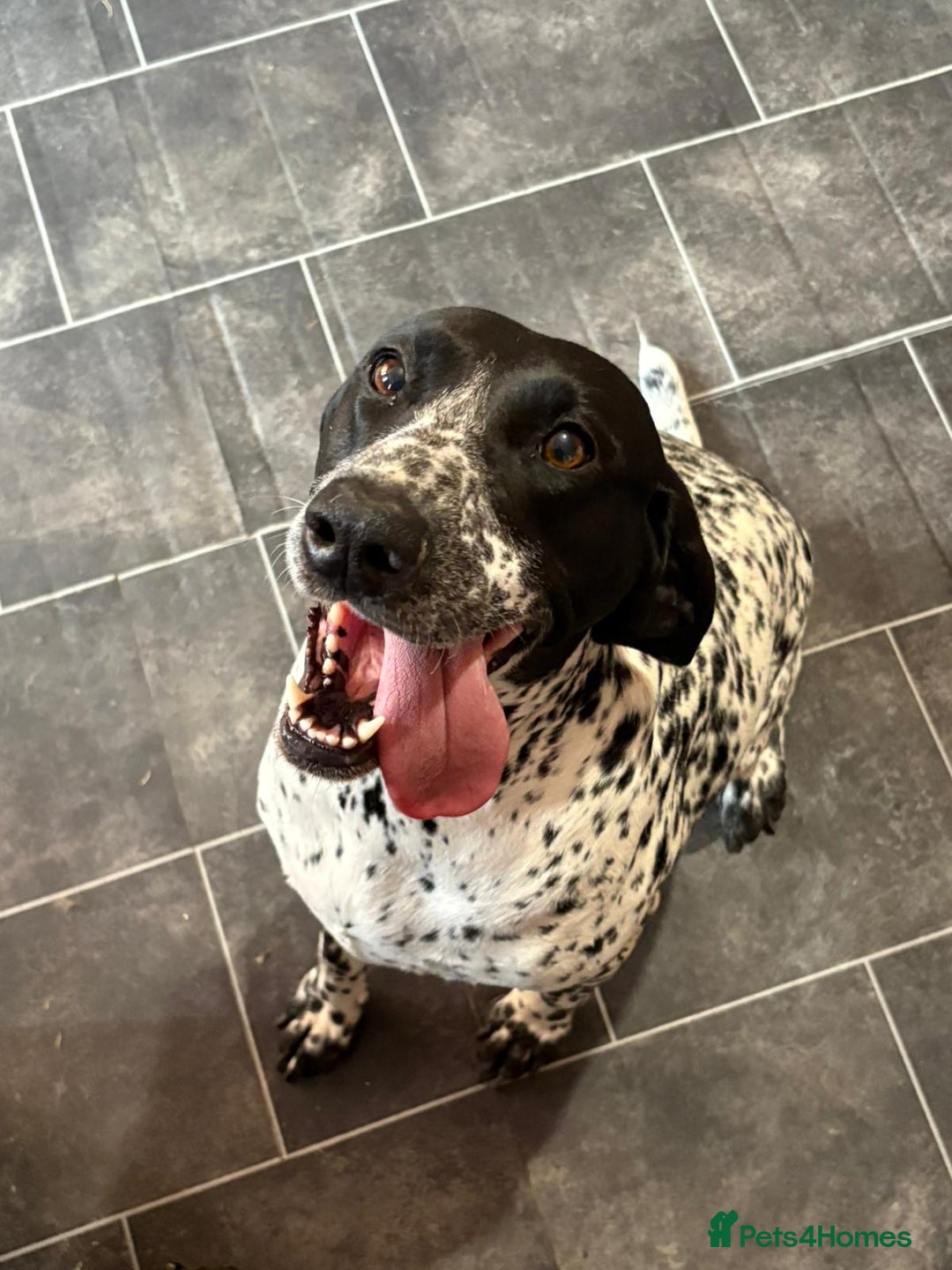 German Shorthaired Pointer dogs for sale: Beautiful German pointer girl  - Image 4
