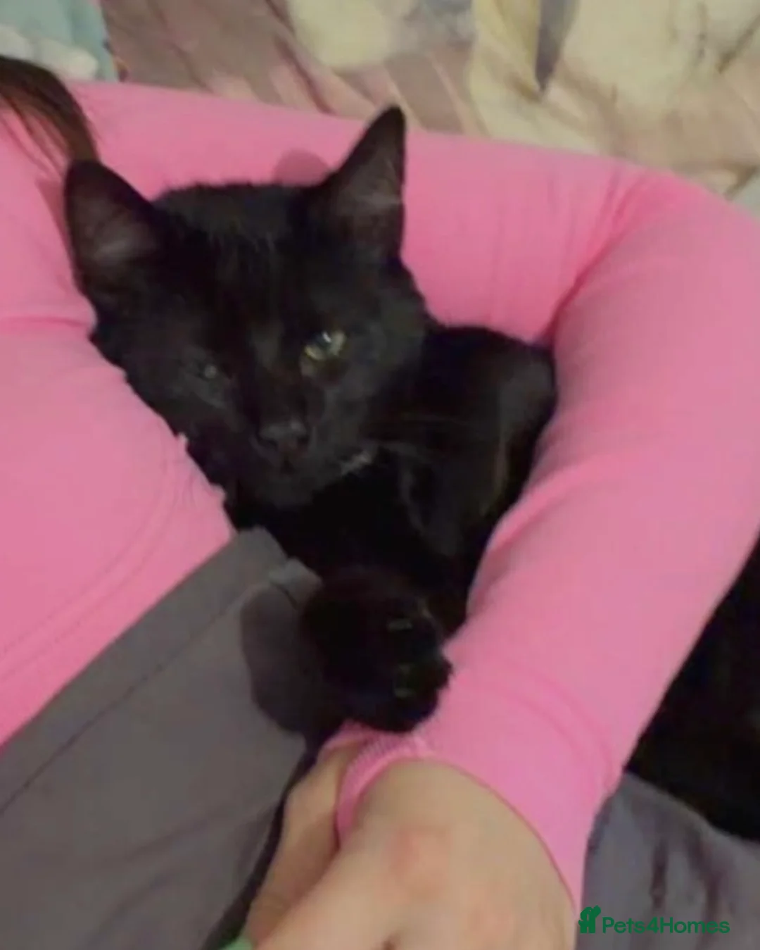 Mixed Breed cats for sale: 6 month old male kitten - Advert 1