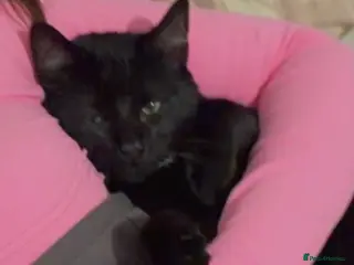 Mixed Breed cats 6 month old male kitten - Advert 1