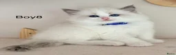 Ragdoll cats for sale: Stunning Champion bloodline TICA Ragdoll kittens - Advert 13