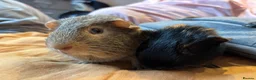 Guinea Pig rodents for sale: Guinea pigs up for sale  - Advert 2