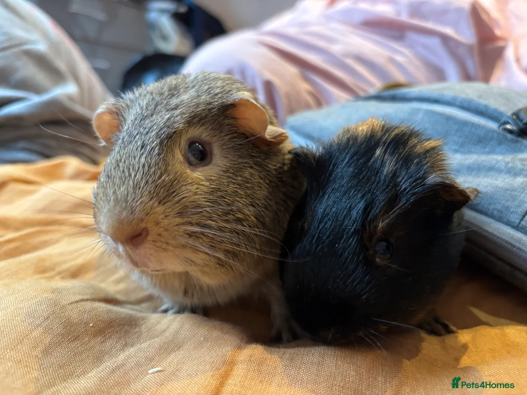 Guinea Pig rodents for sale: Guinea pigs up for sale  - Advert 2