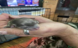 Chihuahua dogs for sale: Small Chihuahua puppies for sale  - Image 2