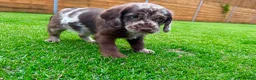 Labradoodle dogs for sale: Chocolate & chocolate Merle Babies 🐾🐾🐾 - Advert 8