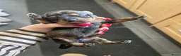 Miniature Dachshund dogs for sale: Miniature smooth hair x wire hair  - Advert 7