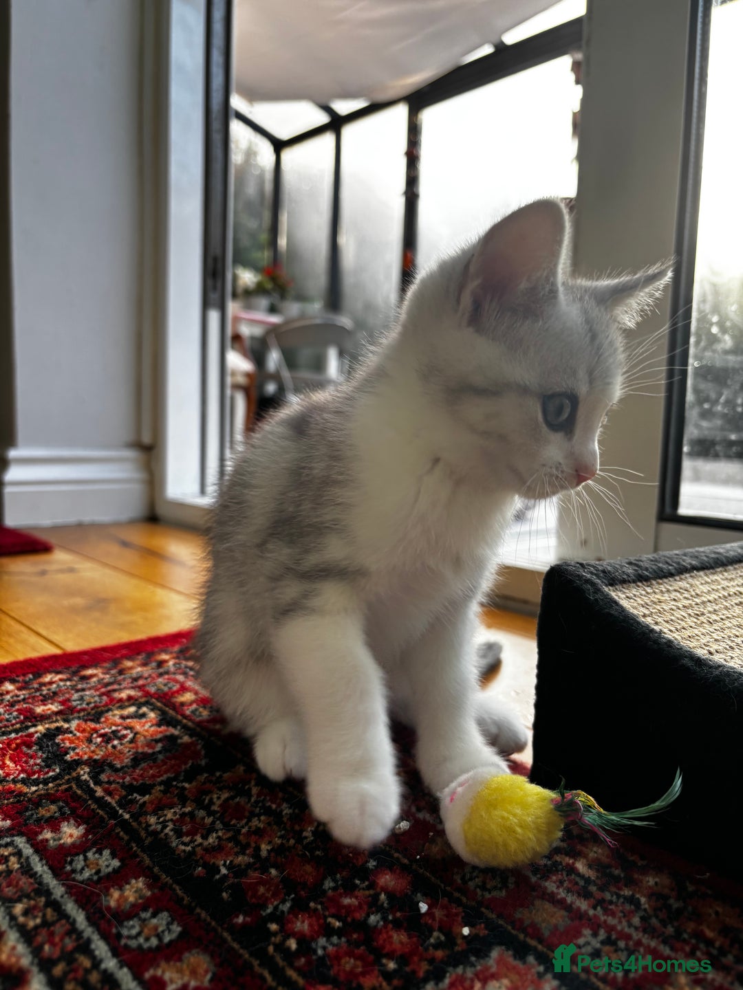 British Shorthair cats for sale: Beautiful British Shorthair/Turkish Angora Kittens - Image 26