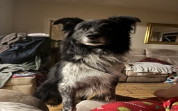 Border Collie dogs for stud: Jack  - Image 3