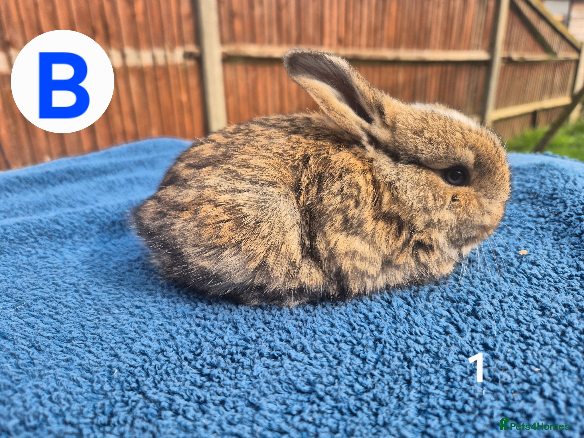 Mini Lop rabbits ❤️Gorgeous mini lop babies💙  - Advert 1