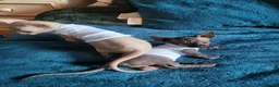 Sphynx cats for sale: Last Canadian Sphynx looking for his forever home - Advert 9