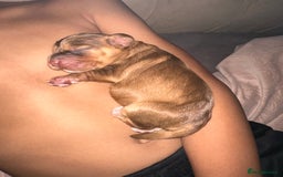 Cockapoo dogs for sale: Beautiful Cockerpoo puppies - Image 16