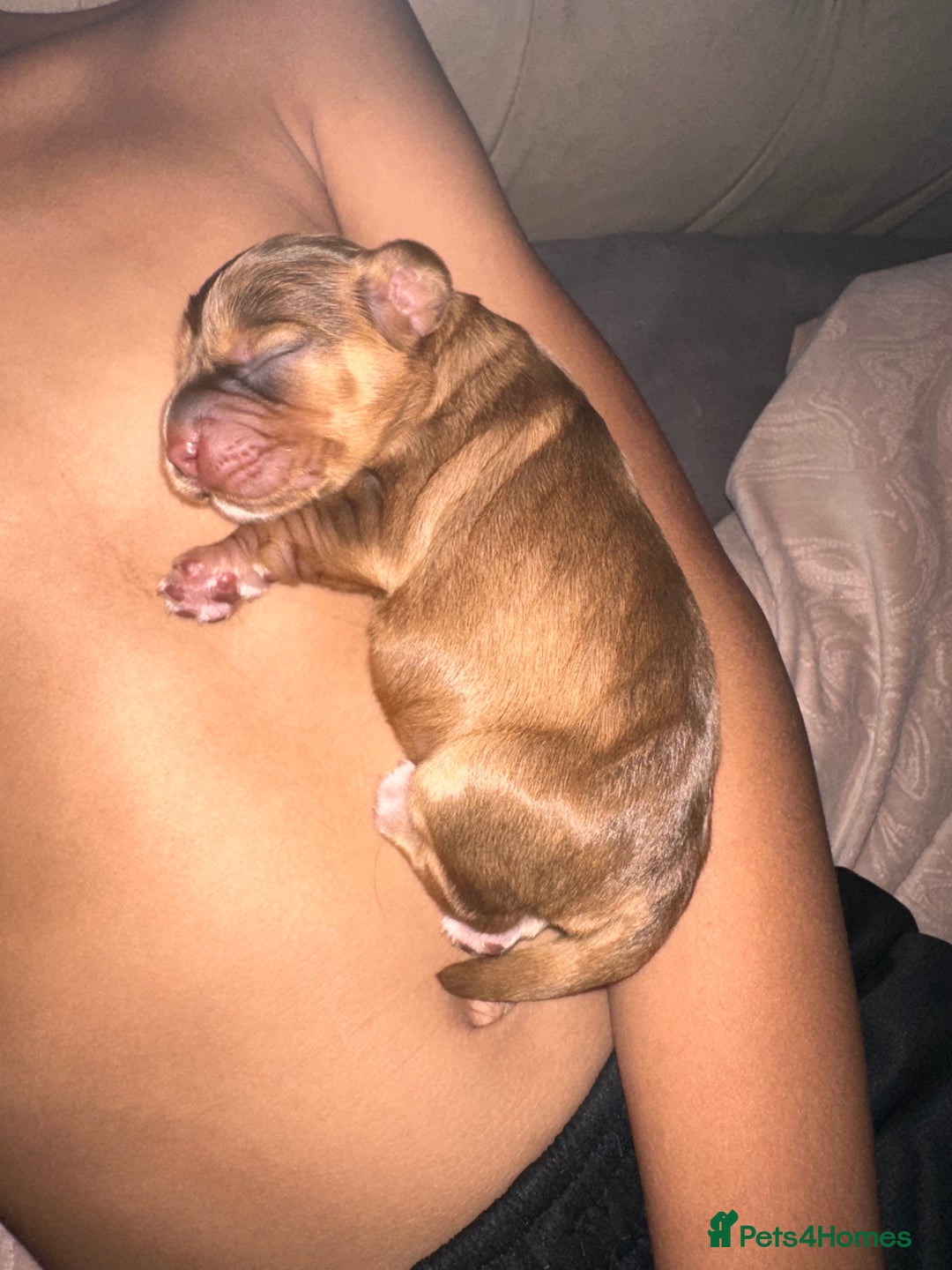 Cockapoo dogs for sale: Beautiful Cockerpoo puppies - Image 16