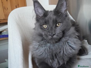 Maine Coon cats Solid Blue Boy MaineCoon TICA - Advert 1