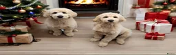 Mixed Breed dogs for stud: Standard F1 Goldendoodle for stud in Preston - Advert 3