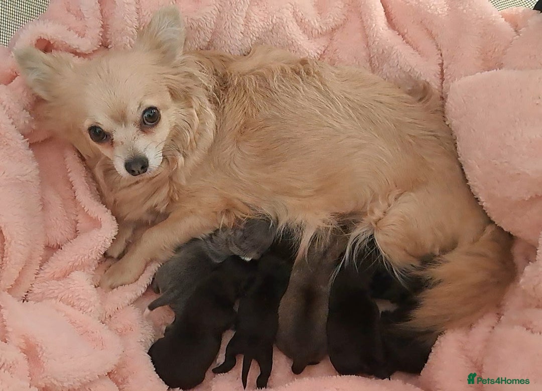 Chihuahua dogs for sale: Long Coat Chihuahua puppies for sale - Advert 2