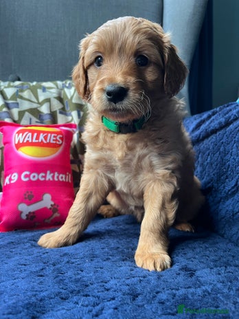 Mixed Breed dogs - Advert 2