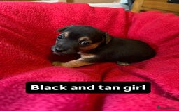 Jack Russell dogs for sale: Rare coloured miniature Jack Russel puppies  - Image 8