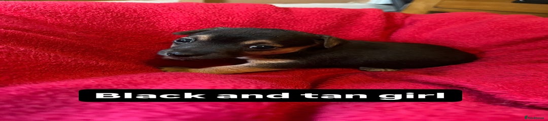 Black & tan girl 