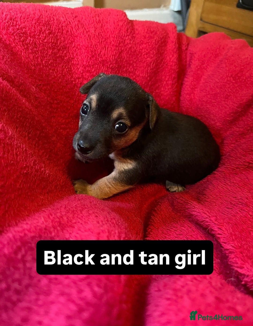 Jack Russell dogs for sale: Rare coloured miniature Jack Russel puppies  - Image 8