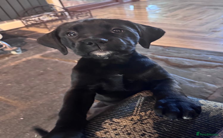 Mixed Breed dogs - Advert 4