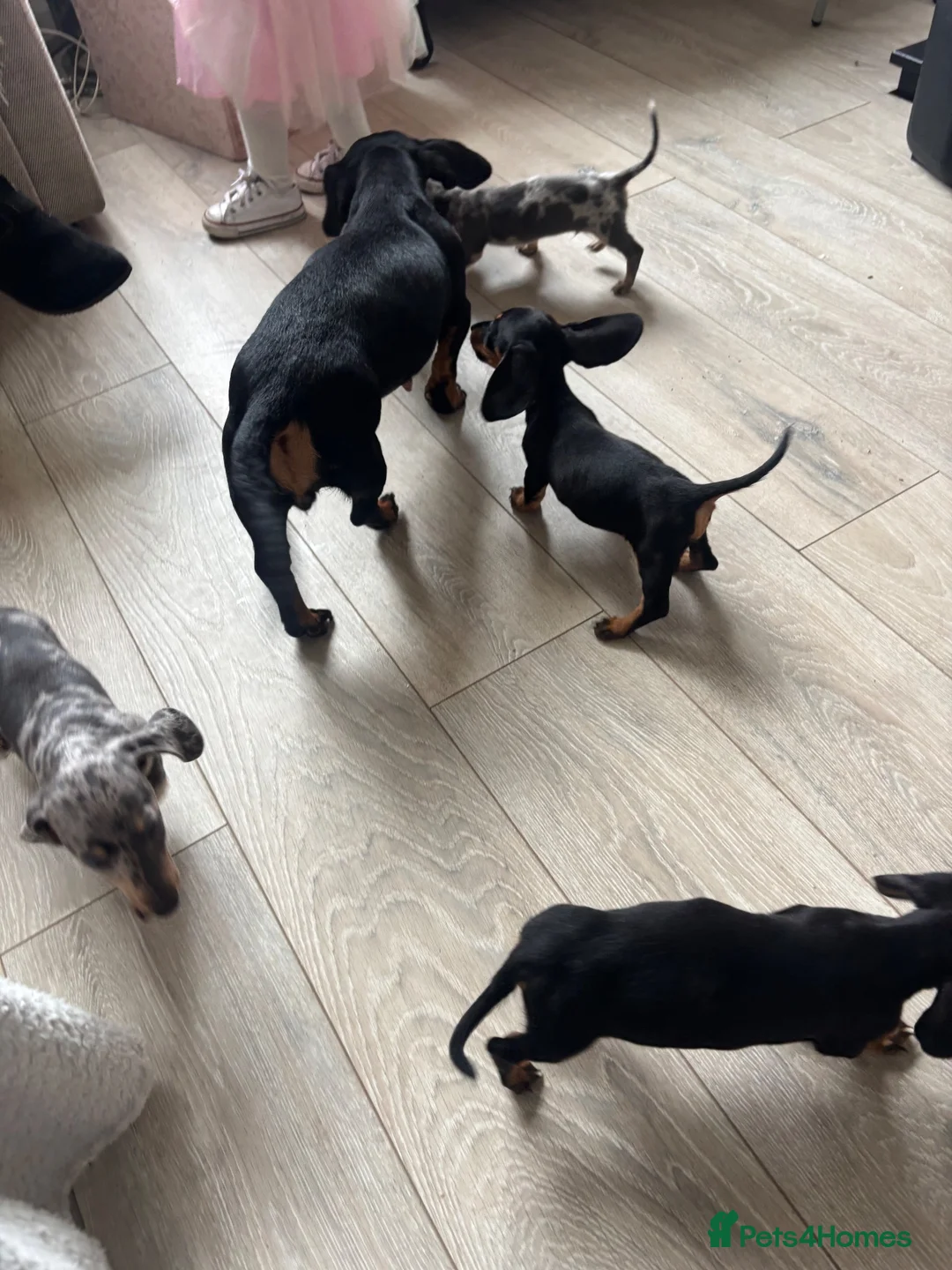 Miniature Dachshund dogs for sale: Miniature dachshunds - Advert 1
