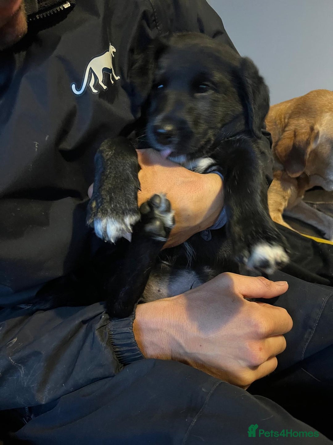 Borador dogs for sale: 1 Labrador x border collie boy for sale.  - Image 1
